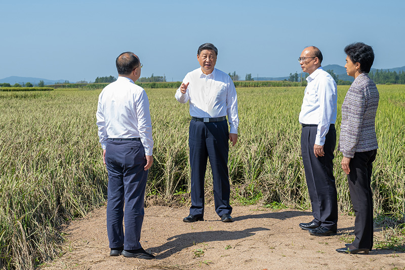 9月6日至8日，中共中央总书记、国家主席、中央军委主席习近平在黑龙江考察。这是7日上午，习近平在遭受洪涝灾难的哈尔滨尚志市老街基乡龙王庙村，观察水稻受灾情形。